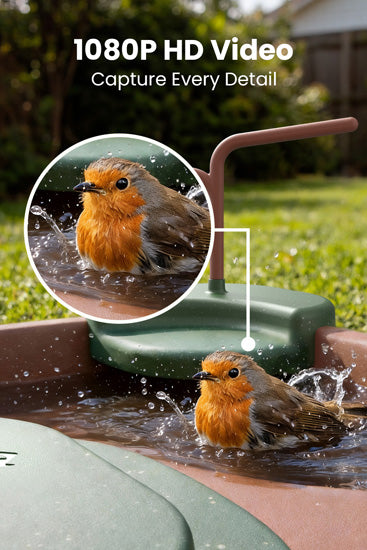 Bebedero para aves Jolly V IA