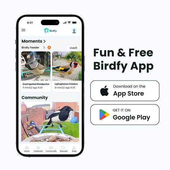 Comedero para pájaros con IA y panel solar