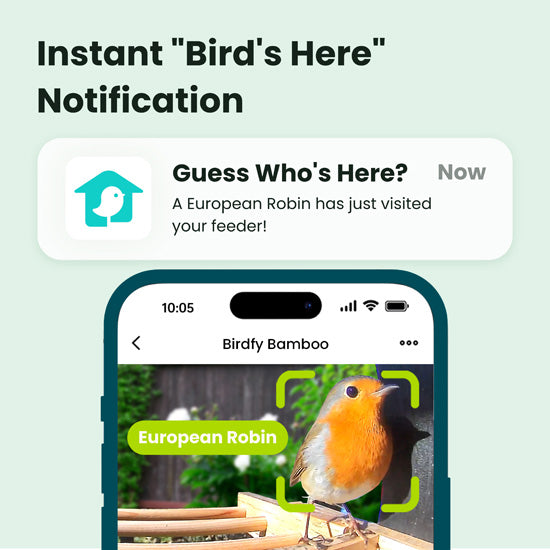 Comedero Bamboo con IA gratis de por vida y energía solar